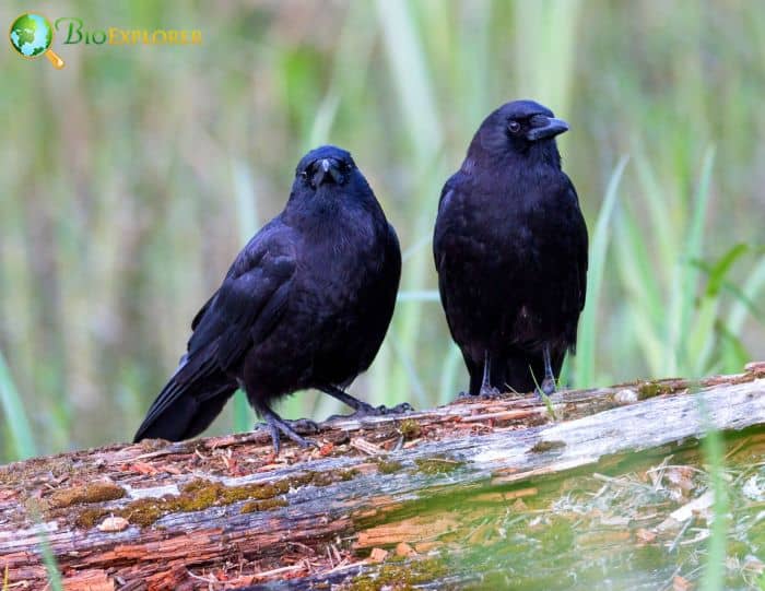 Northwestern Crows Have An Extensive Communication System