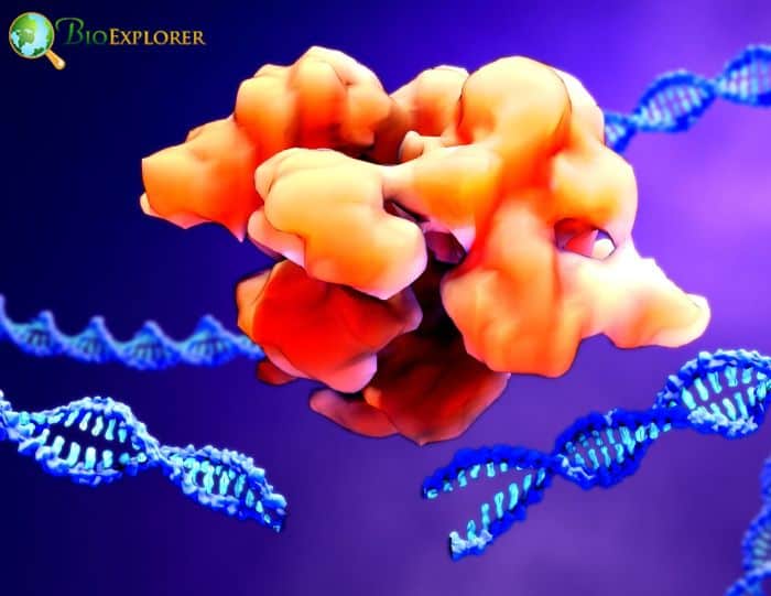 RNA Protein RNA Protein
