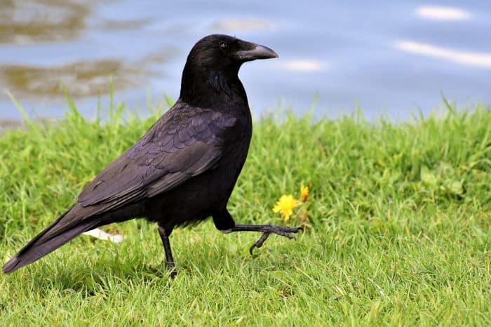 2 Ravens Are Very Intelligent Animals 2 Ravens Are Very Intelligent Animals