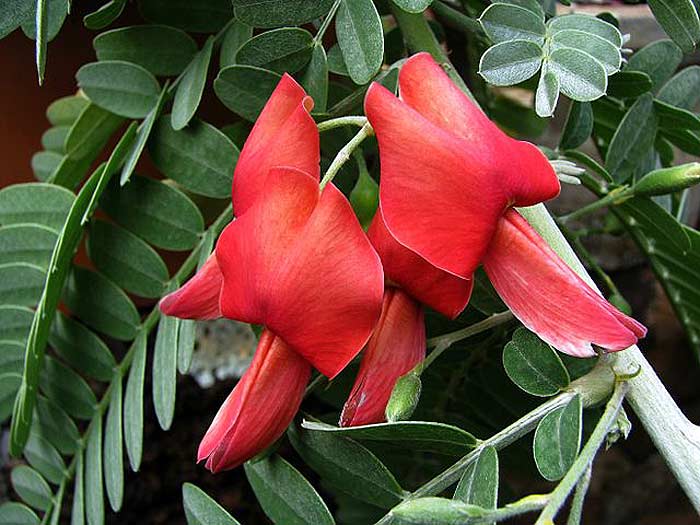 Sesbania tomentosa Sesbania tomentosa