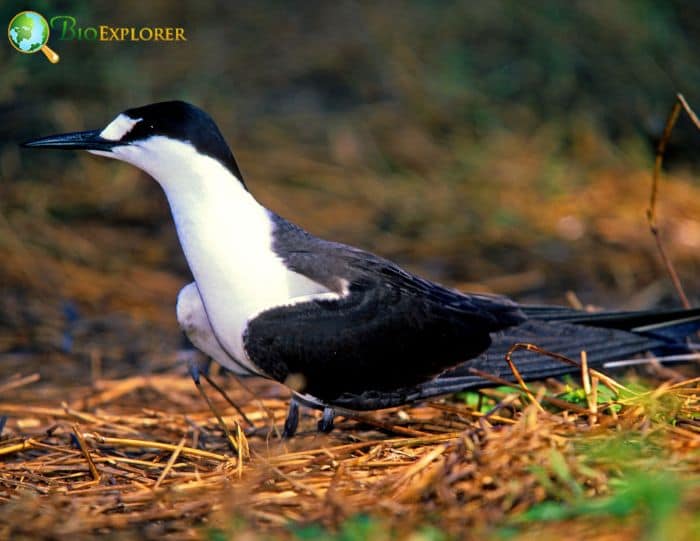 Sooty Terns Do Have Gregarious Instincts Sooty Terns Do Have Gregarious Instincts