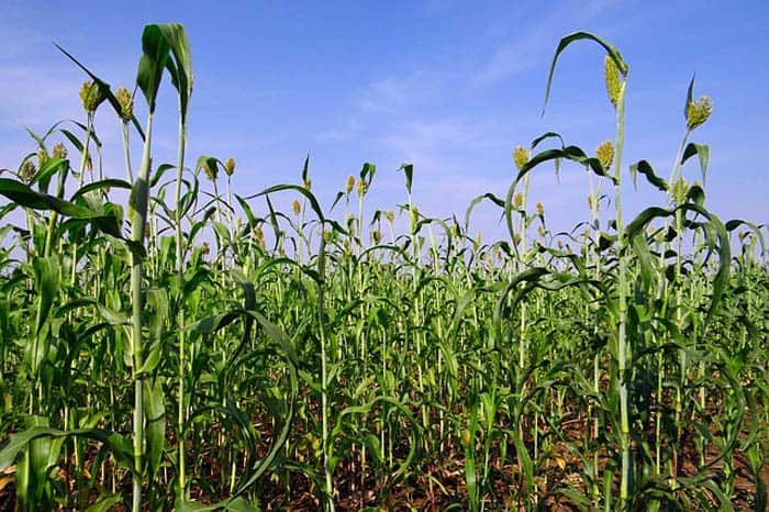 Sorghum Biofuel Sorghum Biofuel
