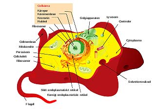 Animal cell