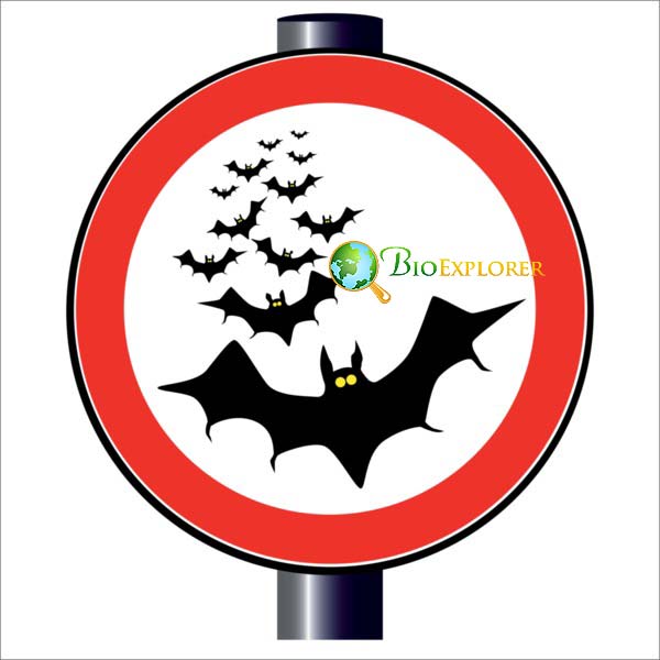 Bats Bats