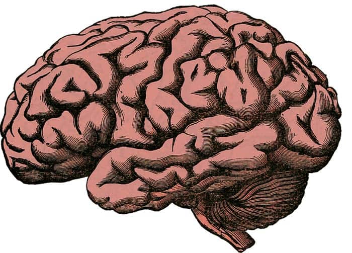 Brain Interneurons Brain Interneurons