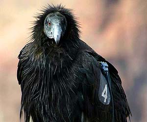 California Condor California Condor