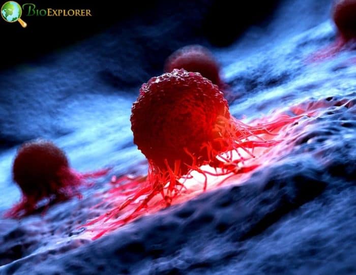 Cell Migration Cell Migration