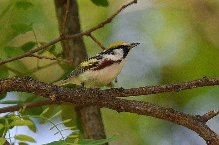 Chestnut-Sided Warbler Chestnut-Sided Warbler