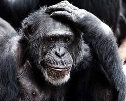 Chimpanzee Brain Chimpanzee Brain