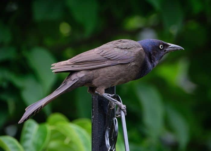 Common Grackle Diet Common Grackle Diet
