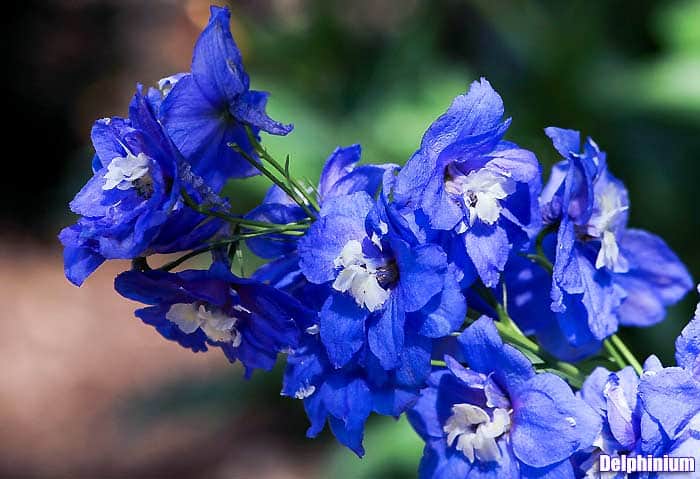 Delphinium Delphinium