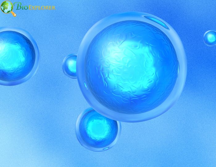 Embryonic Stem Cells Embryonic Stem Cells