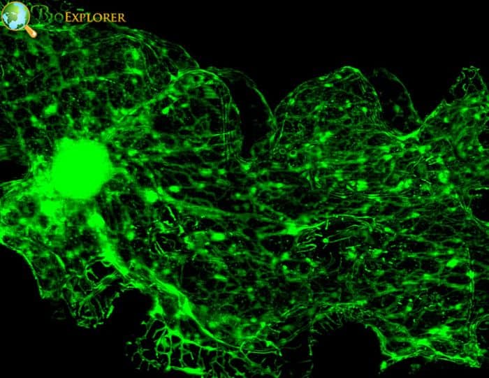 Endoplasmic Reticulum Endoplasmic Reticulum