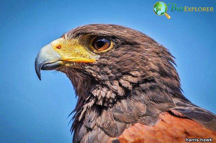 Top 26 Animals With BEST Eyesight (Visual Adaptations) Top 26 Animals With BEST Eyesight (Visual Adaptations)