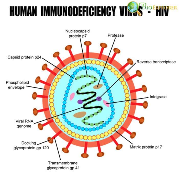 HIV Cell HIV Cell