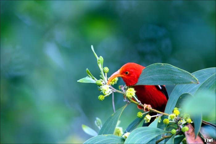 'I'iwi 'I'iwi