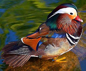 Mandarin Duck (Aix galericulata) Mandarin Duck (Aix galericulata)