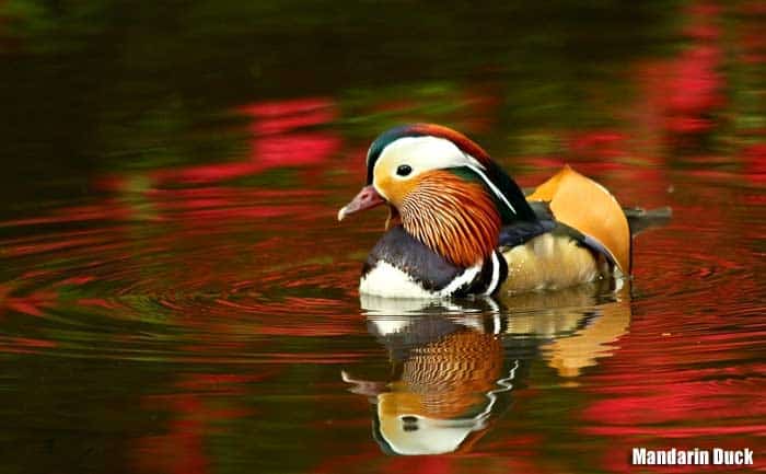 Mandarin Duck