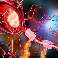 Neurons, Axons and Dendrites Neurons, Axons and Dendrites