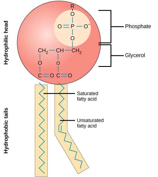 Phospholipid Molecule Structure