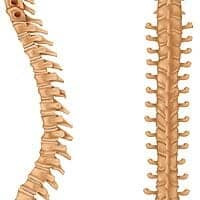 Reptiles are vertebrates