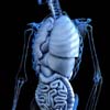Rib Proximal Distal Patterning Rib Proximal Distal Patterning