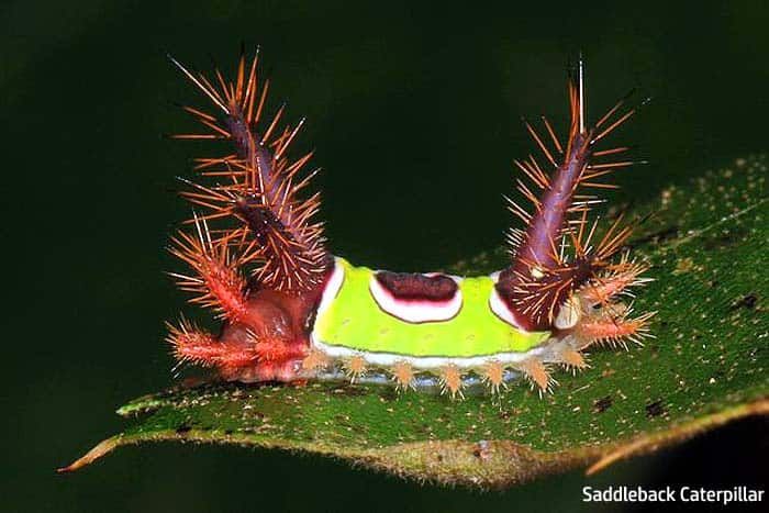 saddleback caterpillar wiki saddleback caterpillar wiki