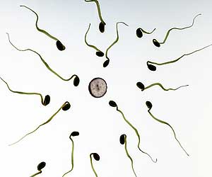 Spermatogenesis Spermatogenesis