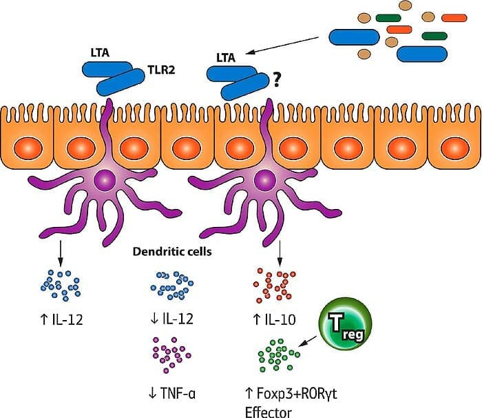 T-Cells T-Cells