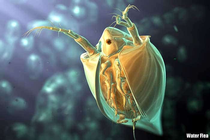 Asexual Reproduction In Animals | Top 10 Virgin Births | BioExplorer Asexual Reproduction In Animals | Top 10 Virgin Births | BioExplorer