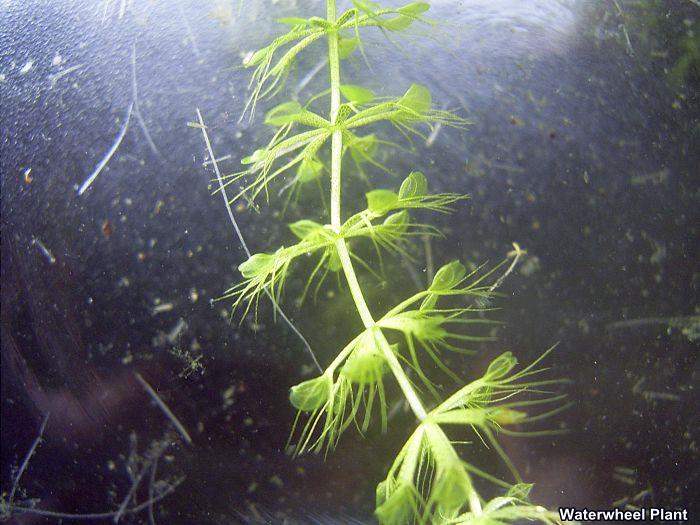 Waterwheel Plant