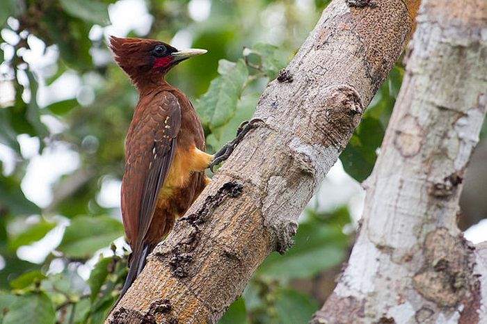 What Do Chestnut Woodpeckers Eat What Do Chestnut Woodpeckers Eat