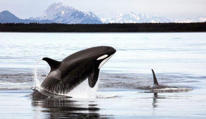 What Do North Atlantic Type Orcas Eat What Do North Atlantic Type Orcas Eat