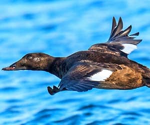 White-winged Scoter White-winged Scoter