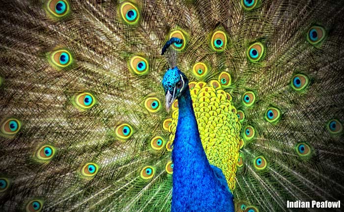 Indian Peafowl