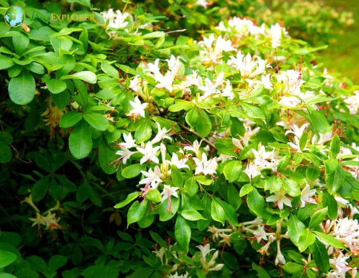 Rhododendron arborescens