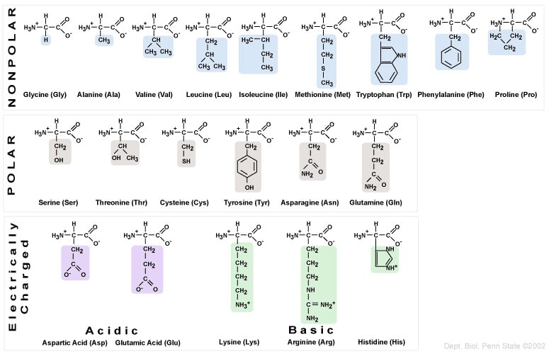 20 Amino Acids