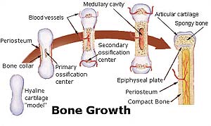 Bone Growth Bone Growth