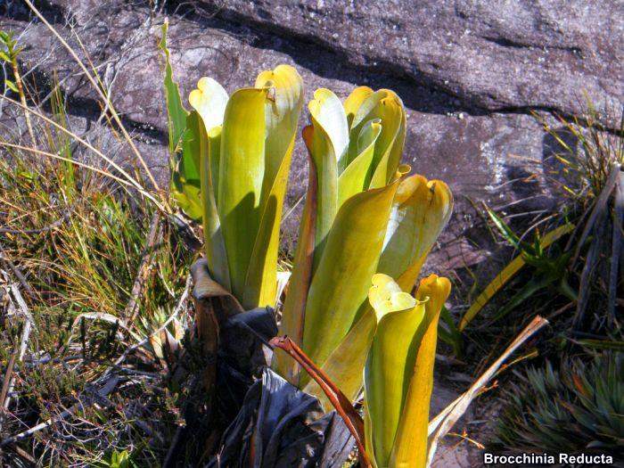 Brocchinia Reducta