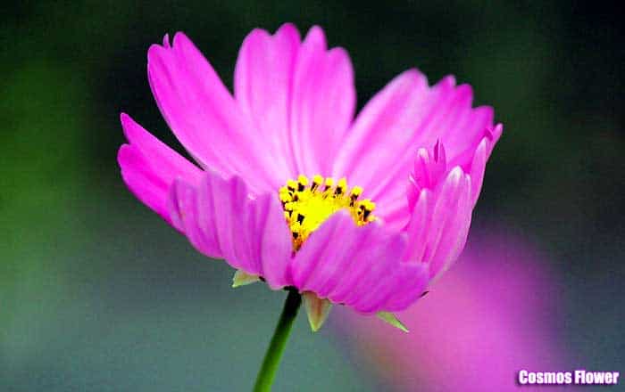 Cosmos flower Cosmos flower