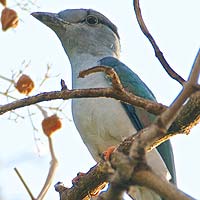 Cuckoo Rollers