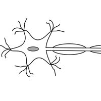Motor Neurons Motor Neurons