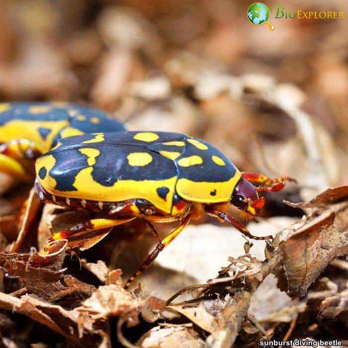 Top 26 Animals With BEST Eyesight (Visual Adaptations) Top 26 Animals With BEST Eyesight (Visual Adaptations)