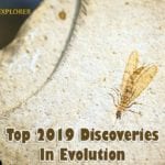 2019 Discoveries in Evolution