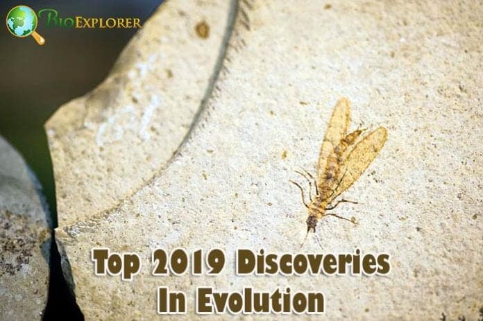 2019 Discoveries in Evolution 2019 Discoveries in Evolution