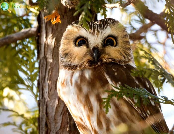 Northern Saw Whet Owl Northern Saw Whet Owl
