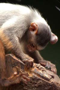 Rondon's Marmoset Rondon's Marmoset