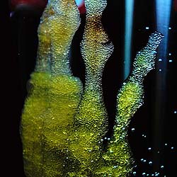 Bone Cells Bone Cells