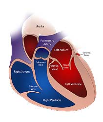 Cardiovascular System Cardiovascular System