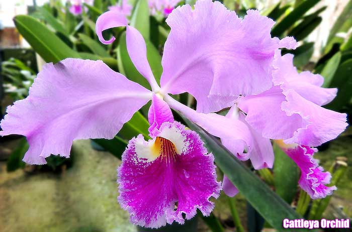 Cattleya orchid Cattleya orchid